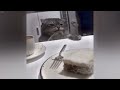 😆 A fun day with silly cat actions 😸🤣 Funniest Catss 2024 ❤️