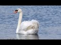 Mute Swan calling