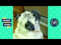 Adorable Pug Compilation - Cute Dog Videos | Funny Vines