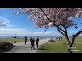 Vancouver street walk, EP143 - Blooming cherry blossom trees in Garry Point Park, Richmond
