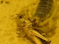 Hadrurus Arizonensis eating grashopper