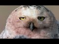 Snowy Owl - Queen of the North | Free Documentary Nature
