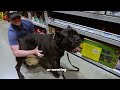 Cane Corso Puppy Starter Guide EVERYTHING You Need To Know #puppy #canecorso