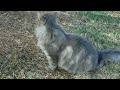 My beautiful cat Boris hanging out in the backyard