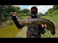 Mancing ikan gabus Monster ||casting gabus/haruan|| Tarikanya terasa seperti Casting toman Monster