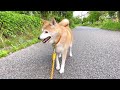 【柴犬】気分転換に オススメ。ちょこっと お散歩。