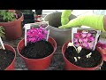 FALL BLOOMING BULBS - Planting in Containers Part I