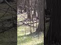 Am filmat joaca caprioarelor in Padurea Teghes
