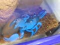 my black emperor scorpion in his/her new home :)