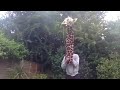 Lets Get it On | Marvin Gaye | Neave TV | Youtube Shorts | Giraffe costume