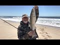 Caught two Stripe Bass at Sandy Hook Beach New Jersey.