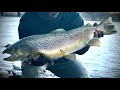 MY BIGGEST BROWN of 2020 - Bottom Bouncing for Lake Ontario Brown Trout