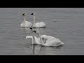 Tundra Swans Hoot ..and.. Trumpeter Swans Honk