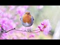Calm and Relaxing Piano Music - It blooms in Spring