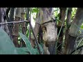 merak..penunggu rumpun bambu termahal