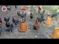 A Simple Way To Raise Chickens Without The Hassle Of Cleaning The Coop Every Day