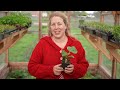 Gurken erfolgreich anbauen & richtig pflanzen | Online Kurs Teil 1