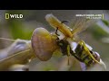 Praying Mantis Vs Wasp | Wild Europe | National Geographic Wild