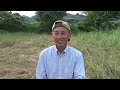 【自然農】13年間耕していない畑の『きゅうり』が凄い！2024年6月16日【natural farming】