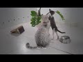 Adorable Pets Doing the Funniest Things 😹🐕 Best Funniest Animals Video 2024 🐈🐈