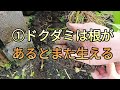 【雑草対策】除草剤は必要なし今回は2種類の方法で庭のドクダミを生えなくします。