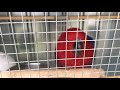 Australian parrots live from cages