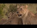 Lions Vs Buffalo: Apex Predators Hunt Buffalo For Survival | Wildlife Documentary
