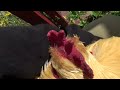 Rooster Getting more Hugs