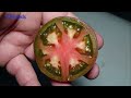 Sirja's Love Tomato | Solanum lycopersicum | Tomato Review 2024