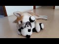 AKITA INU - The Life Of A Japanese Akita Puppy | 秋田犬