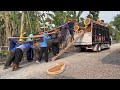 Strongest chainsaw‼️ Stihl ms881, cut down 2 trembesi trees.