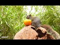 Squirrel and bird watching for cats relaxing 🐿️ mesmerizing nature sounds. It's like TV for your pet