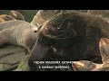 Wild nature of Russia. Kurile Islands. Harem of fur seals. Sea of Okhotsk.