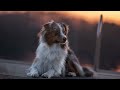 From the Outback to the Heartland: The Remarkable Journey of the Australian Shepherd