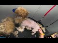 MATTED Havanese WITH PUPPIES