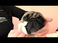 How to groom your Pug.