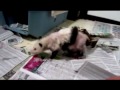 Violet, mother opossum with babies.mp4