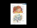 Анатомия и физиология - Лекция 71 - Функции печени, желчный пузырь, поджелудочная железа
