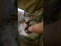 my kitty fell asleep with my finger in her mouth.