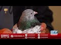 Top 10 Pakistani High Flyer Pigeon I Wild Pets With Aun