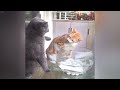 The FUNNIEST Dogs and Cats Shorts Ever😻🐶You Laugh You Lose😹