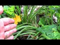 4 Ways to Manage Squash Bug Damage on Squash & Zucchini Plants: My Approach to Reducing Pest Damage!