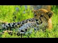 Unique Animal Kingdom 8K ULTRA HD - Relaxing Scenery Film With Soft Music