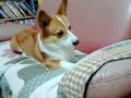 貓與狗 柯基犬Corgi 嘎嘎與小艾貓 萌翻了2013年也要相親相愛喔