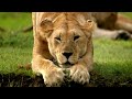 Los gigantes rugientes - Explorando la vida de tigres, leones  y jaguares | Episodio Completo