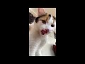 😂 Funniest Cats and Dogs Videos 😺🐶 || 🥰😹 Hilarious Animal Compilation №370
