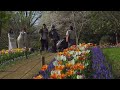 チューリップガーデン　昭和記念公園　2024年 4K 　東京都立川市