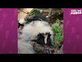 Runt Of These Orphaned Baby Skunks Turns Into The Boss Of The Litter | The Dodo Little But Fierce