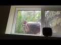 Wild Turkey in the Window!