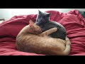 2 cats getting along with an unexpected ending